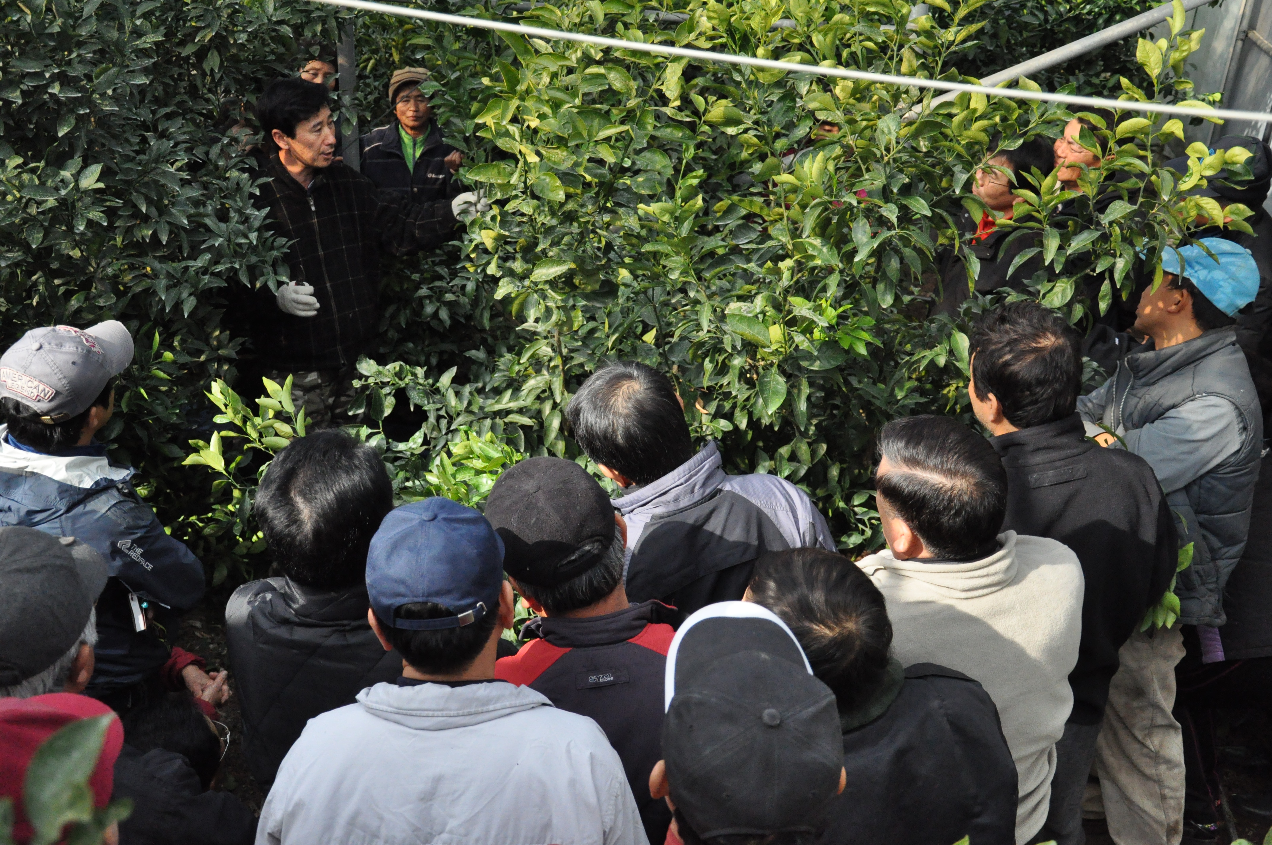 만감류 정지전정 교육 현장
